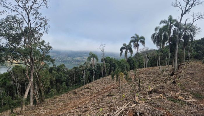 Foto: IAT-PR Operação de combate ao desmatamento em 12 cidades aplica R$ 4,6 milhões em multas
